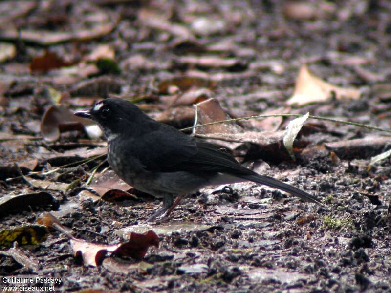 White-browed Forest Flycatcheradult, fishing/hunting