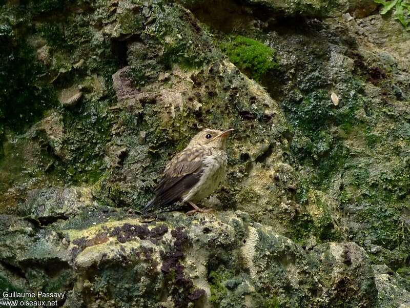 Gobemouche grisjuvénile, identification