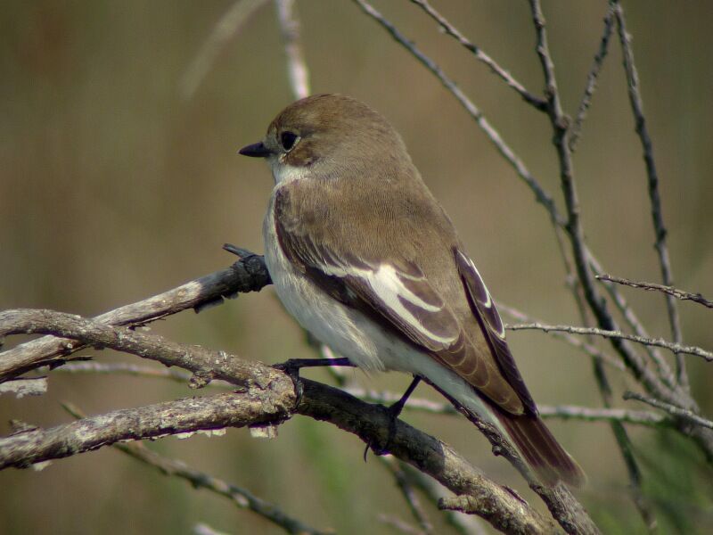 European Pied Flycatcher female adult breeding, identification