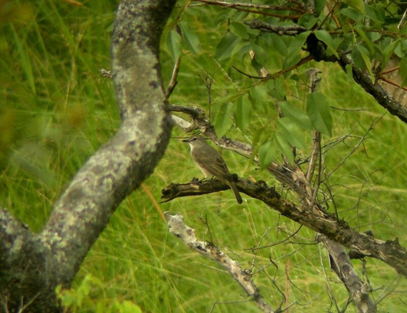 Gobemouche pâleadulte