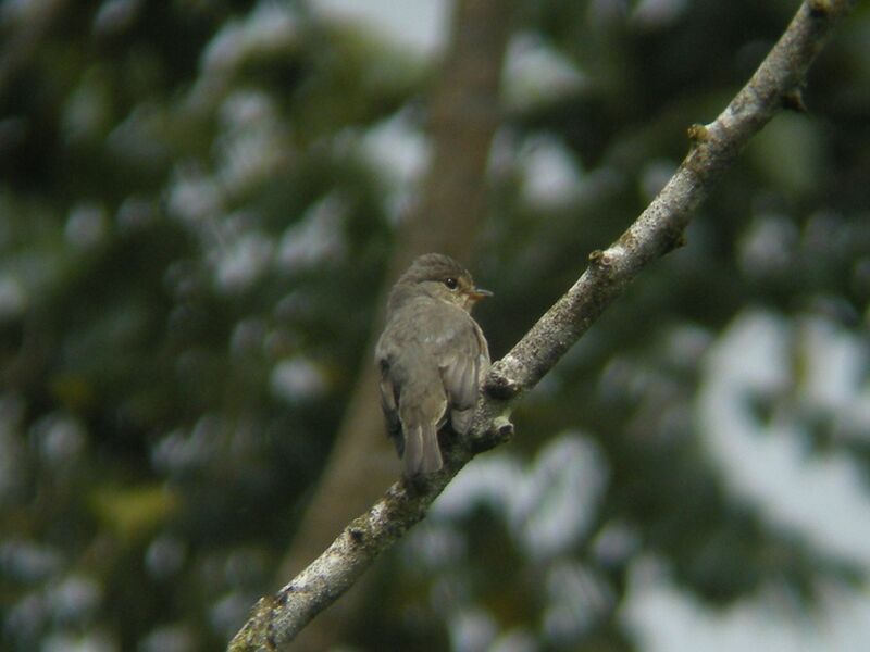 African Dusky Flycatcheradult