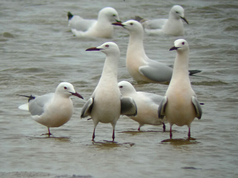 Slender-billed Gulladult breeding, Behaviour