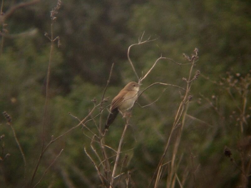 Fan-tailed Grassbird male adult, identification