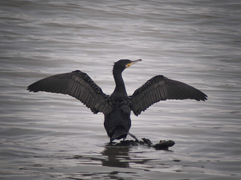 Grand Cormoranadulte