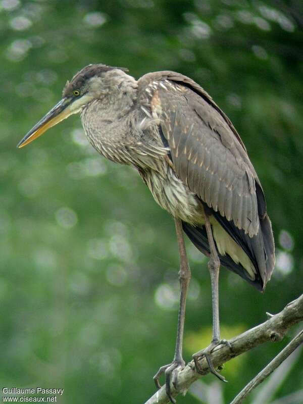 Great Blue Heronjuvenile, identification