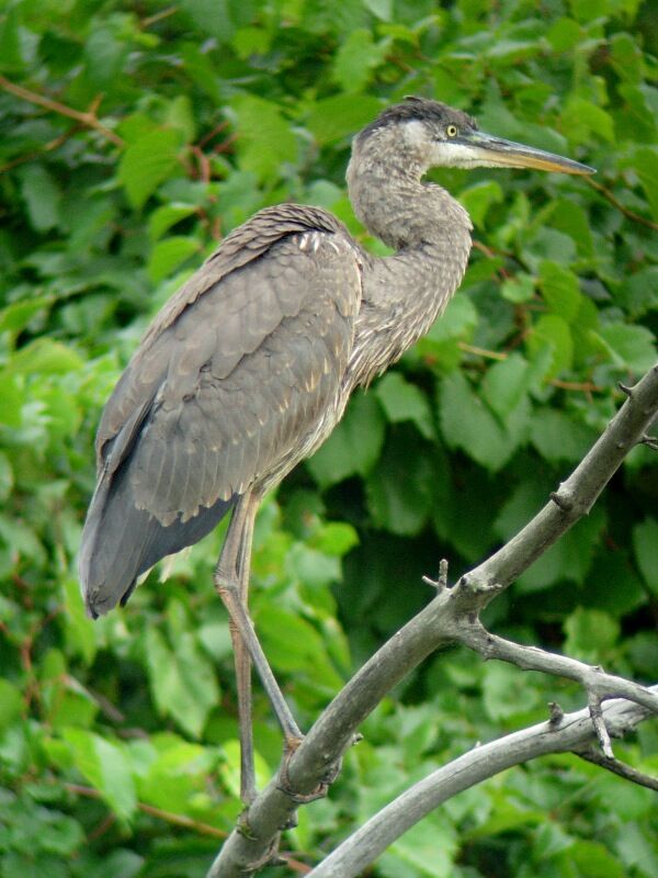 Great Blue HeronFirst year