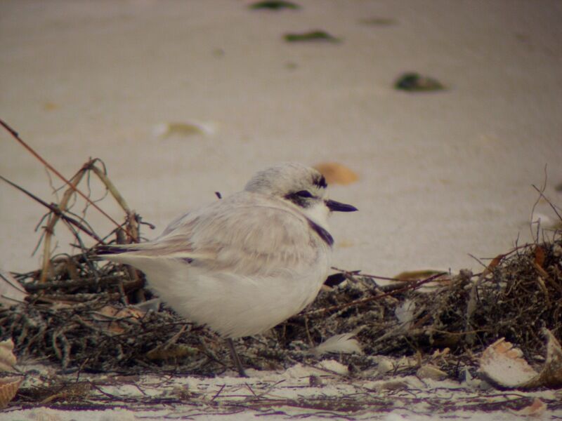 Kentish Ploveradult