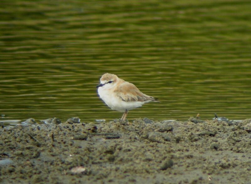 White-fronted Plover