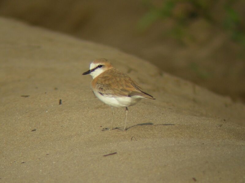 White-fronted Plover