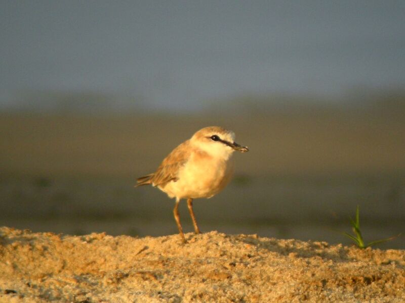 White-fronted Ploveradult breeding