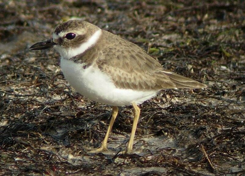 Wilson's Plover