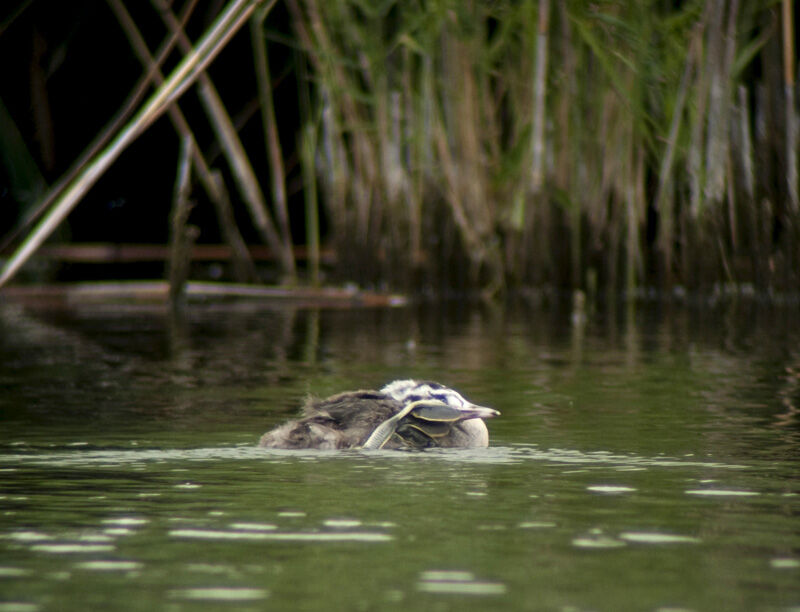 Great Crested GrebeFirst year, Behaviour