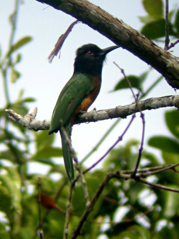 Black-headed Bee-eateradult