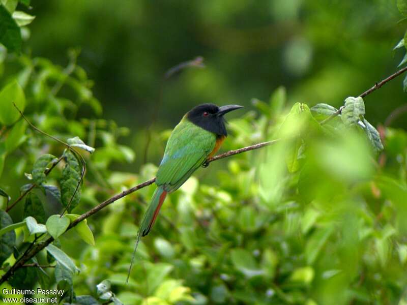 Guêpier à tête noireadulte, identification