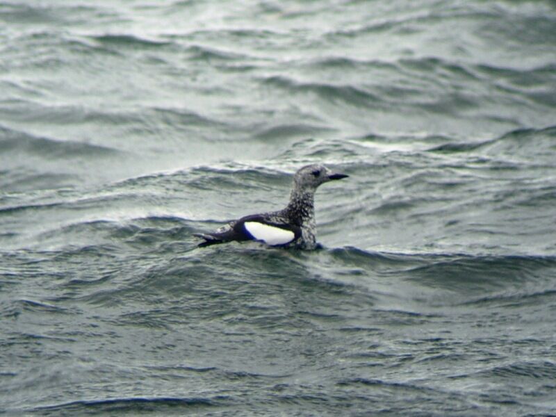 Black Guillemotadult post breeding