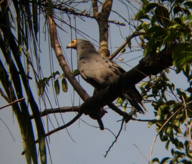 African Harrier-Hawkadult