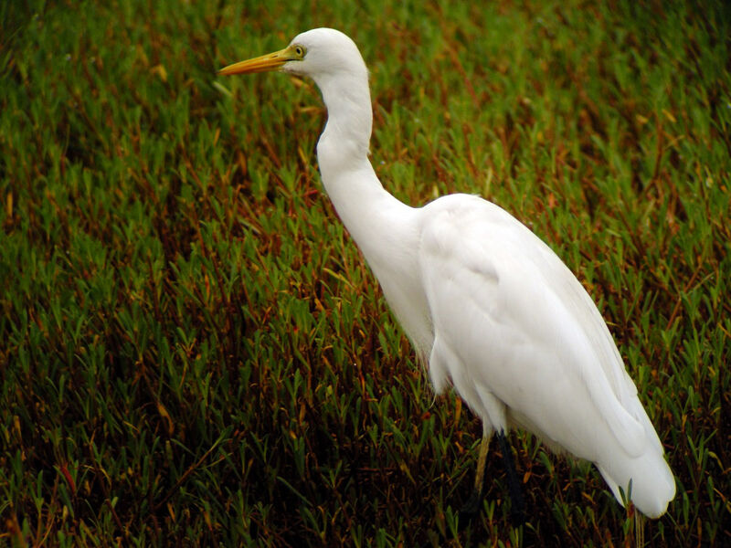 Yellow-billed Egret