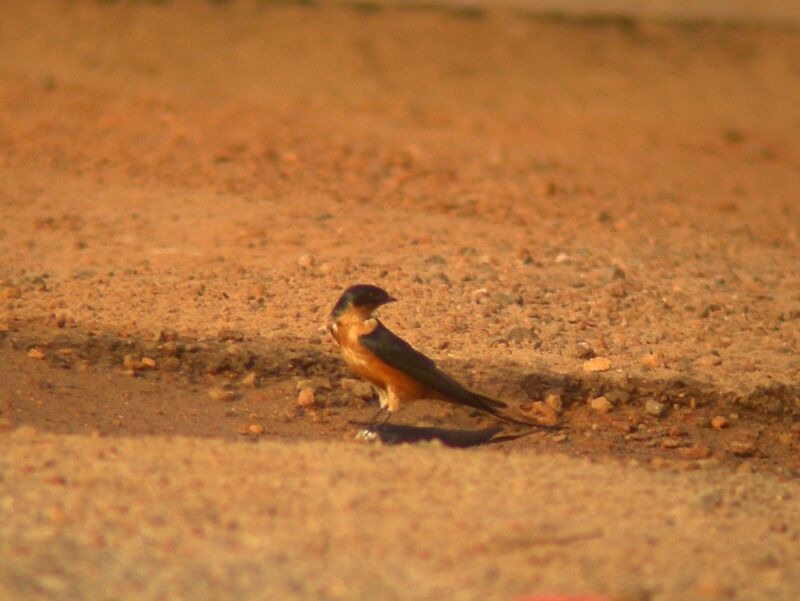 Hirondelle à ventre rouxadulte