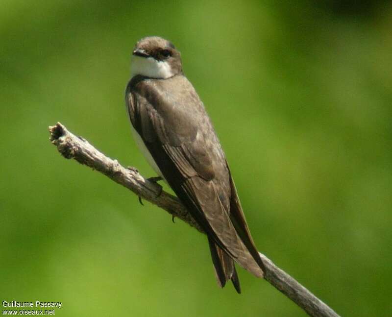 Hirondelle bicolorejuvénile, identification