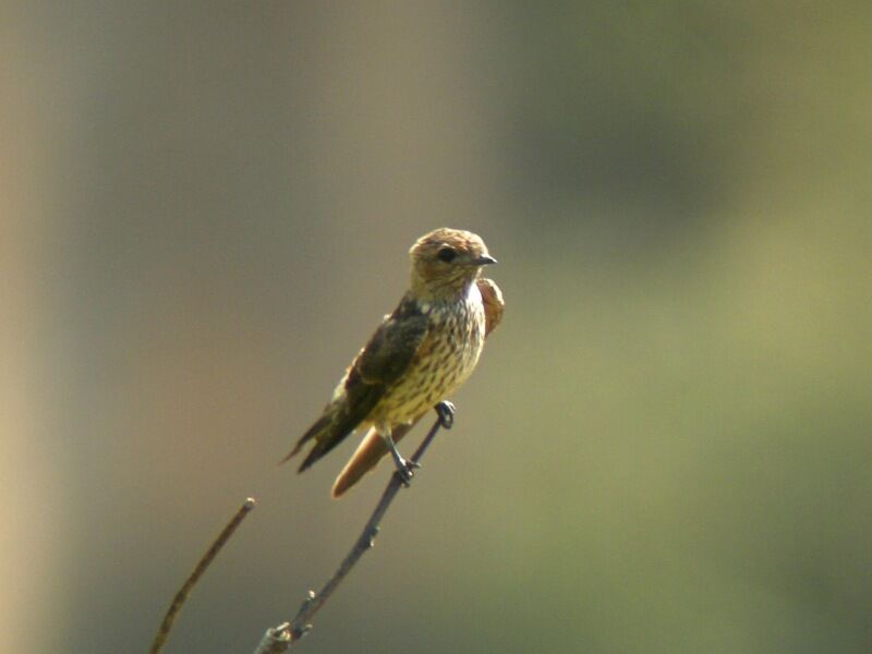 Lesser Striped Swallowjuvenile