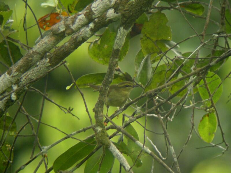 Green Hylia male adult