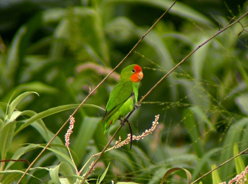 Red-headed Lovebirdadult breeding