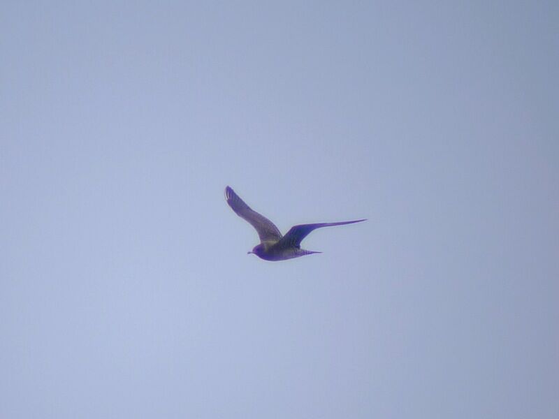 Long-tailed JaegerFirst year, Flight