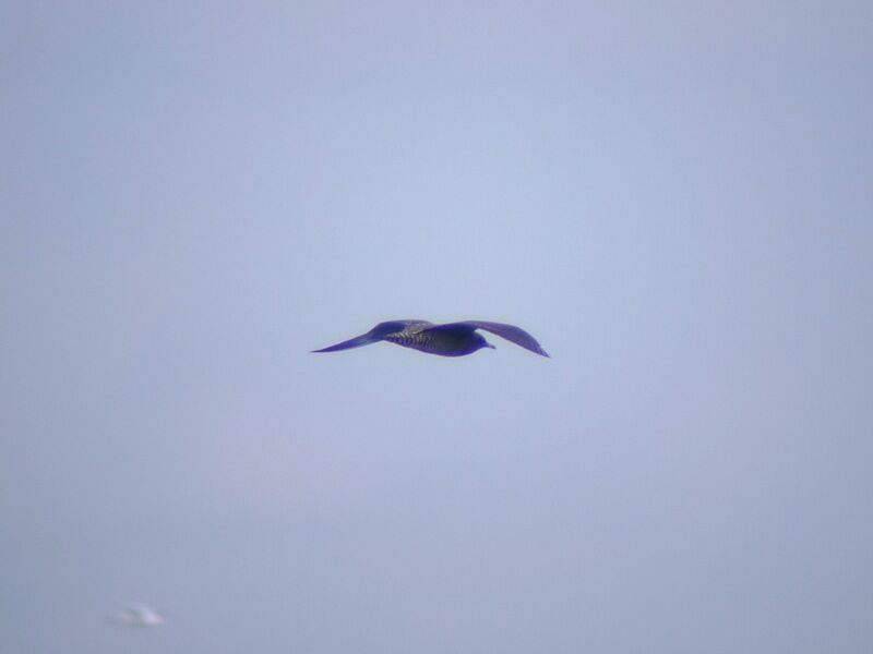 Long-tailed JaegerFirst year, Flight