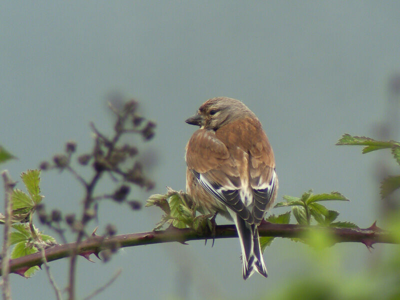 Common Linnet female adult breeding, identification