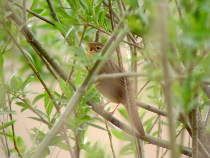 Common Grasshopper Warbler male adult breeding, song