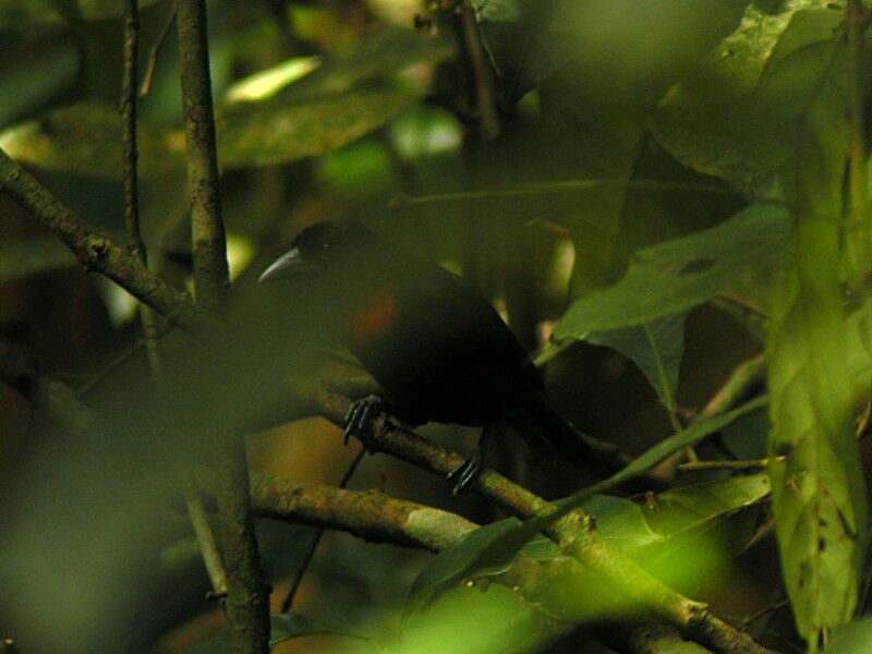 Blue-billed Malimbeadult