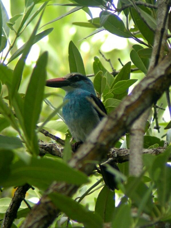 Blue-breasted Kingfisheradult