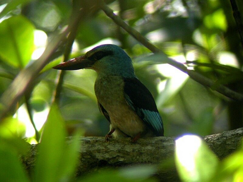 Blue-breasted Kingfisher