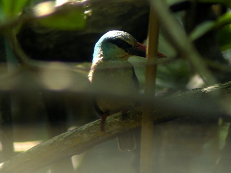 Blue-breasted Kingfisher