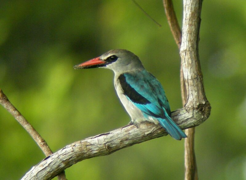 Woodland Kingfisher