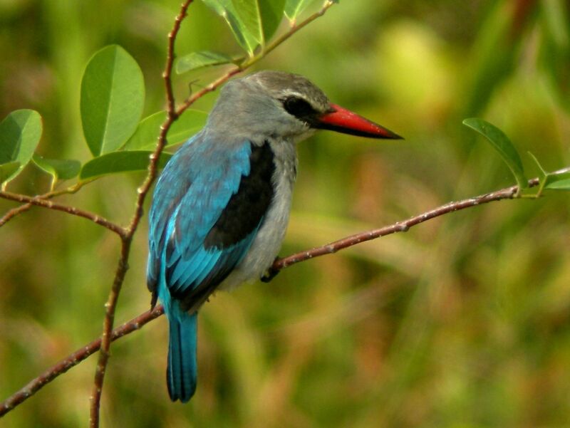 Woodland Kingfisheradult