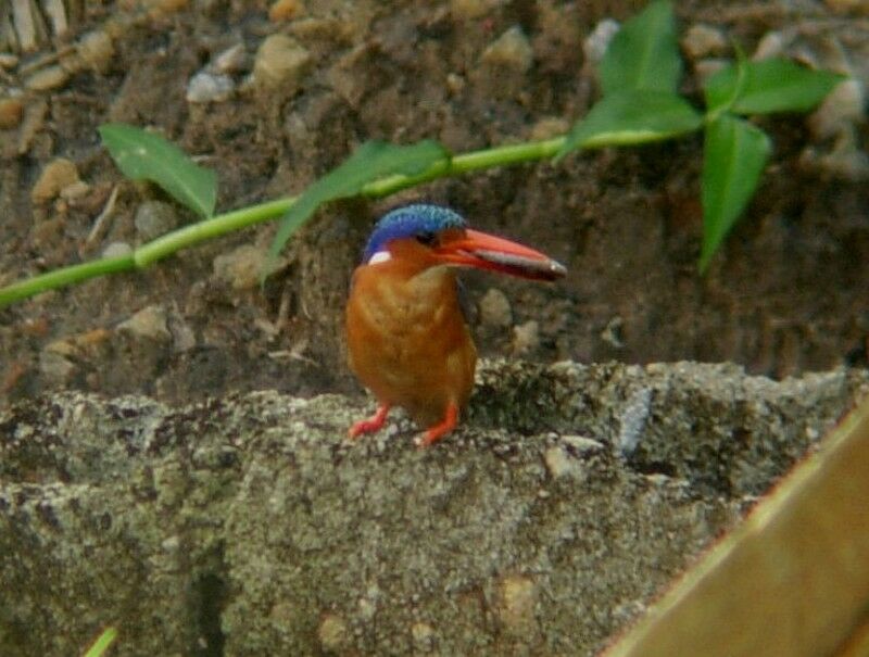 Malachite Kingfisheradult breeding