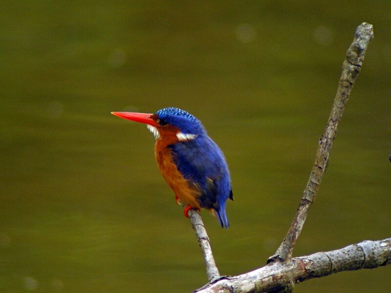 Malachite Kingfisheradult