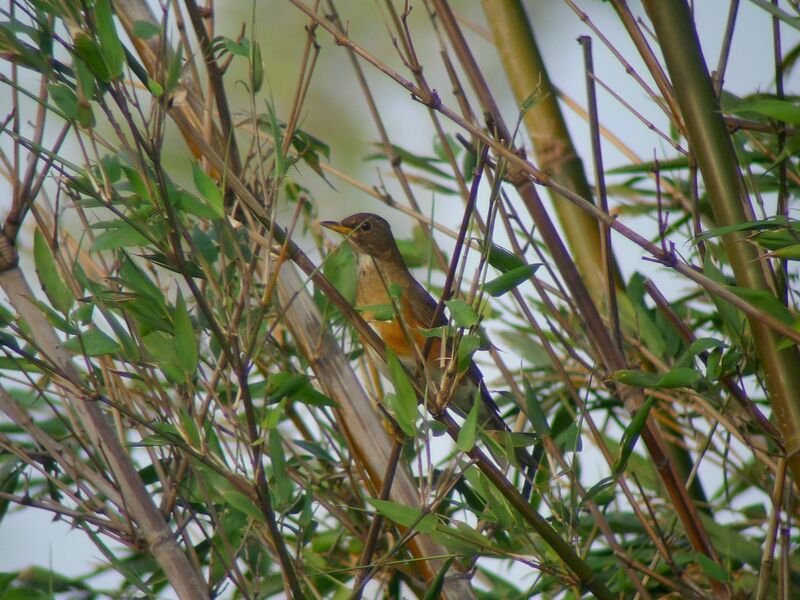 Brown-headed Thrush female