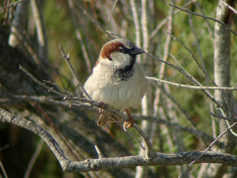 House Sparrow male adult breeding