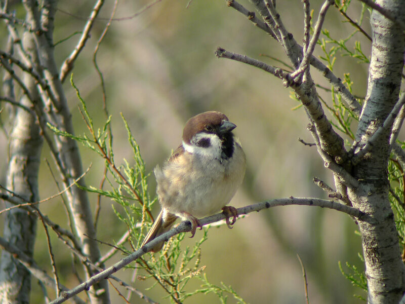 Moineau friquetadulte nuptial