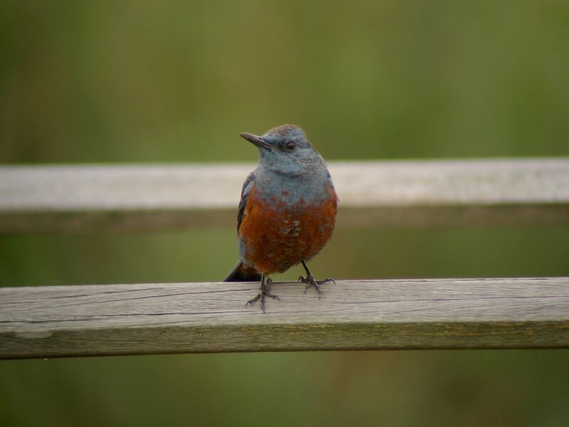 Blue Rock Thrush male adult