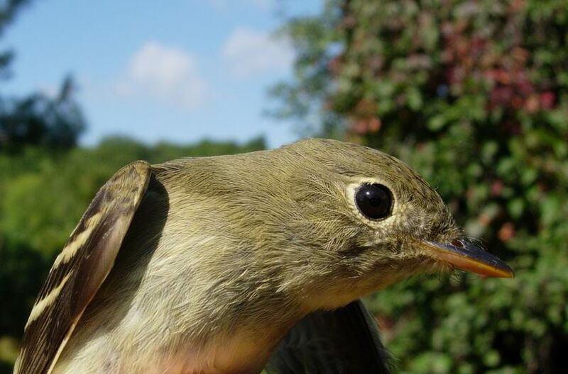 Yellow-bellied Flycatcher