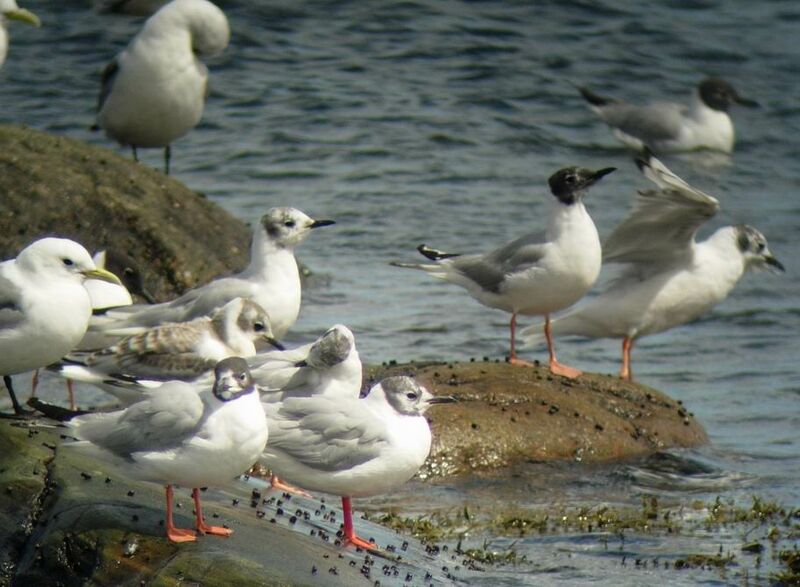 Bonaparte's Gull