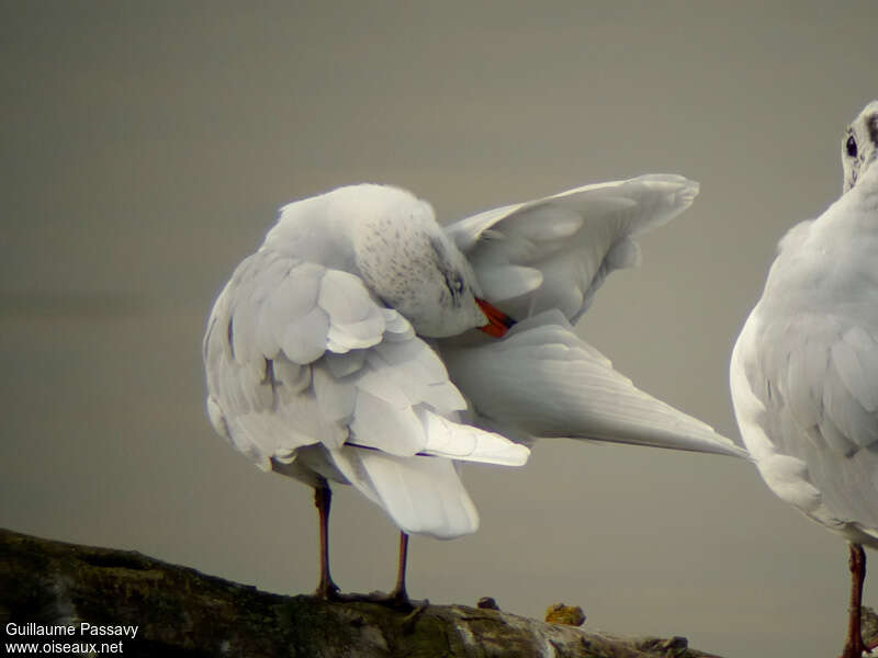 Mouette mélanocéphaleadulte internuptial, soins, Comportement