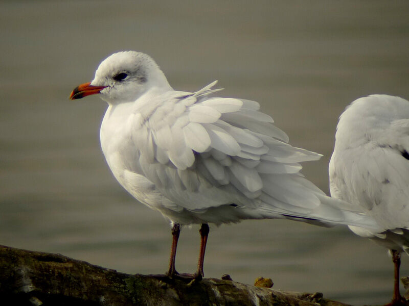 Mouette mélanocéphaleadulte internuptial