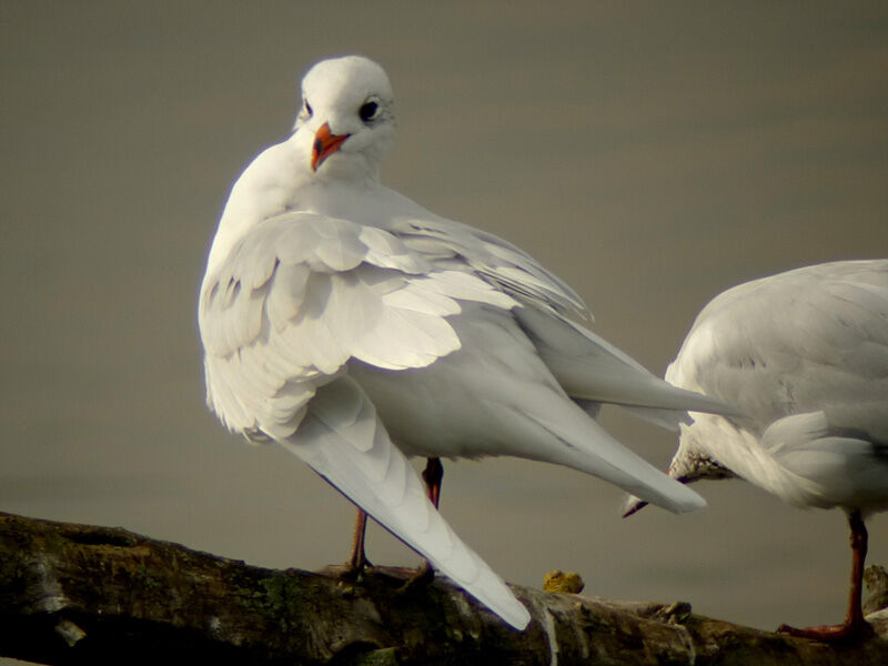 Mouette mélanocéphaleadulte internuptial, Comportement