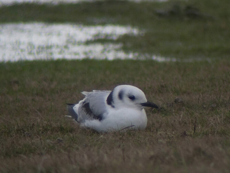 Black-legged KittiwakeFirst year