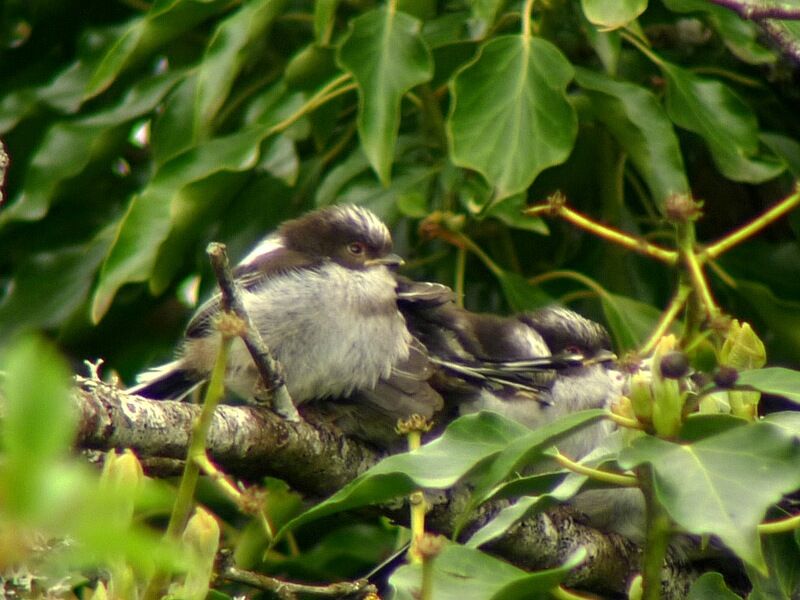 Long-tailed TitFirst year