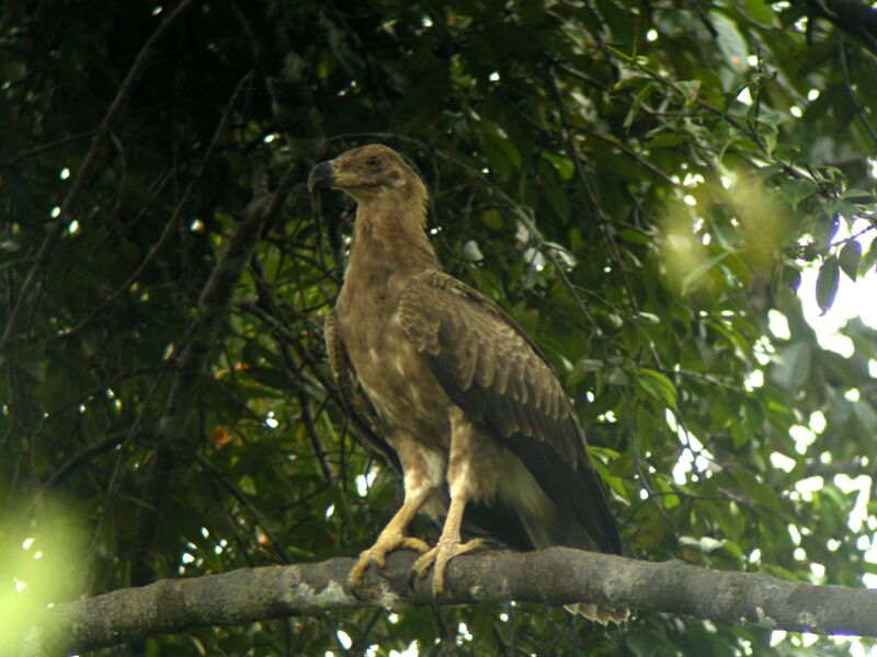 Palm-nut Vultureimmature